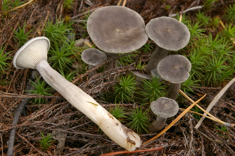 Cantharellula umbonata